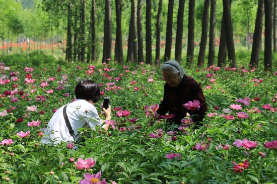 菏泽市东明黄河森林公园游客观赏牡丹、芍药。图片来源：菏泽市摄影家协会